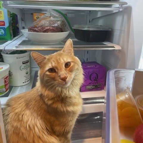 Enlarge Mellow - fluffy orange Tabby boy, a Adoptable mixed breed in Boulder, CO image 4/5