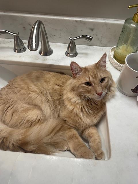 Enlarge Mellow - fluffy orange Tabby boy, a Adoptable mixed breed in Boulder, CO image 5/5