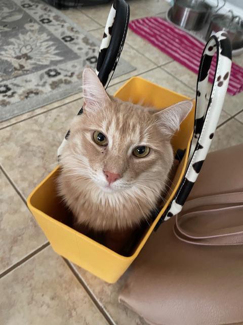 Mellow - fluffy orange Tabby boy