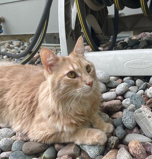 Enlarge Mellow - fluffy orange Tabby boy, a Adoptable mixed breed in Boulder, CO image 2/5