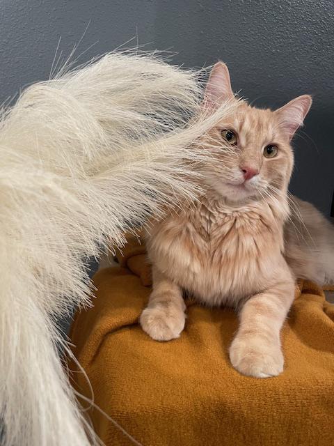 Mellow - fluffy orange Tabby boy