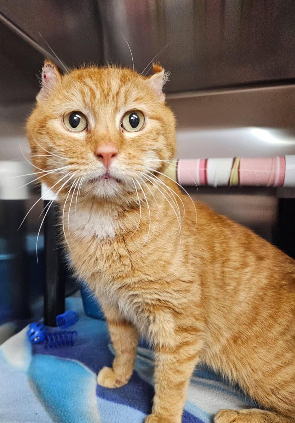 Murphy, an adoptable Domestic Short Hair in Florenceville, NB, E7L 1Y8 | Photo Image 1