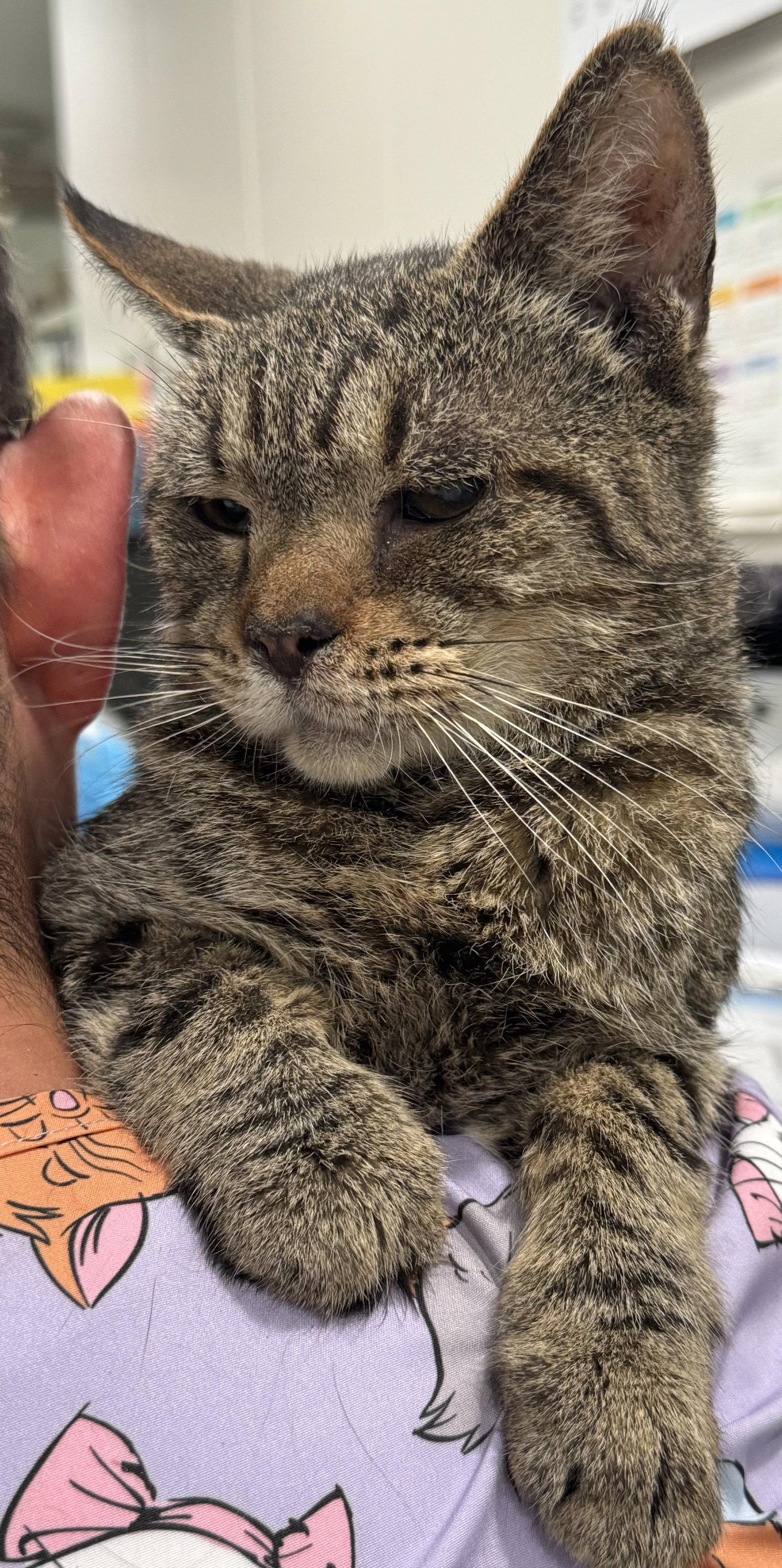 Enlarge Joe 6244, a Adoptable Domestic Short Hair in Locust Grove, VA image 2/2