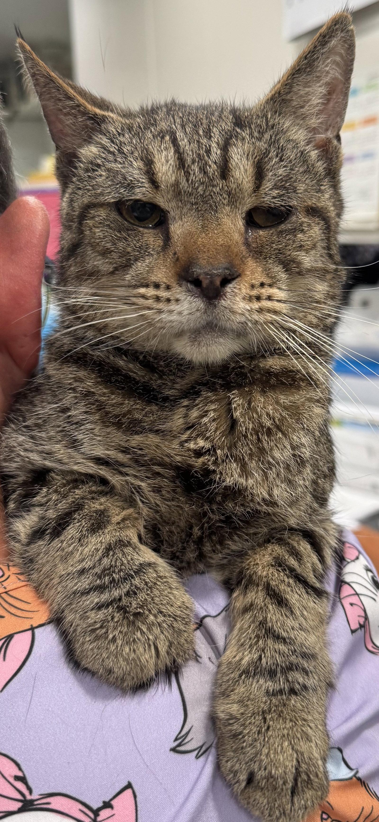 Joe 6244, Adoptable, Young Male Domestic Short Hair.
