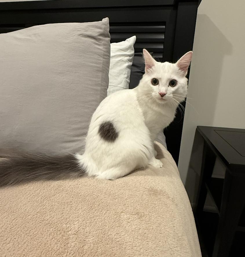 Sammy, a Adoptable Domestic Long Hair in Columbus, OH image 3/4