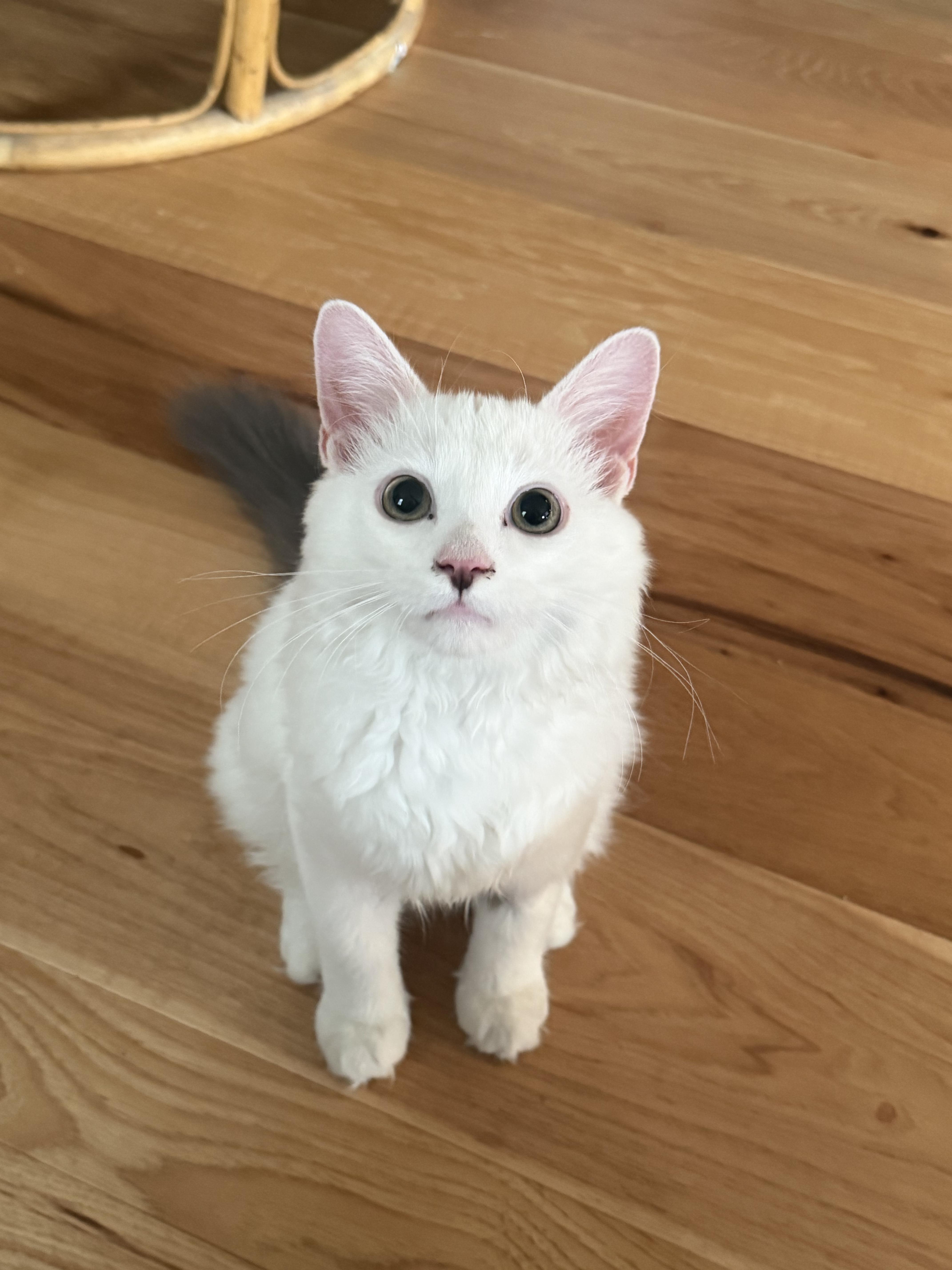 Sammy, Adoptable, Kitten Male Domestic Long Hair.