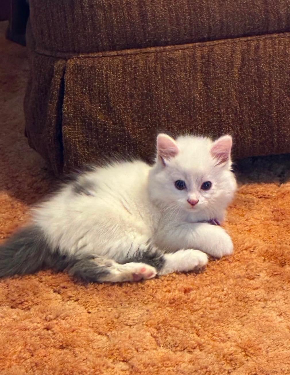 Sammy, a Adoptable Domestic Long Hair in Columbus, OH image 4/4