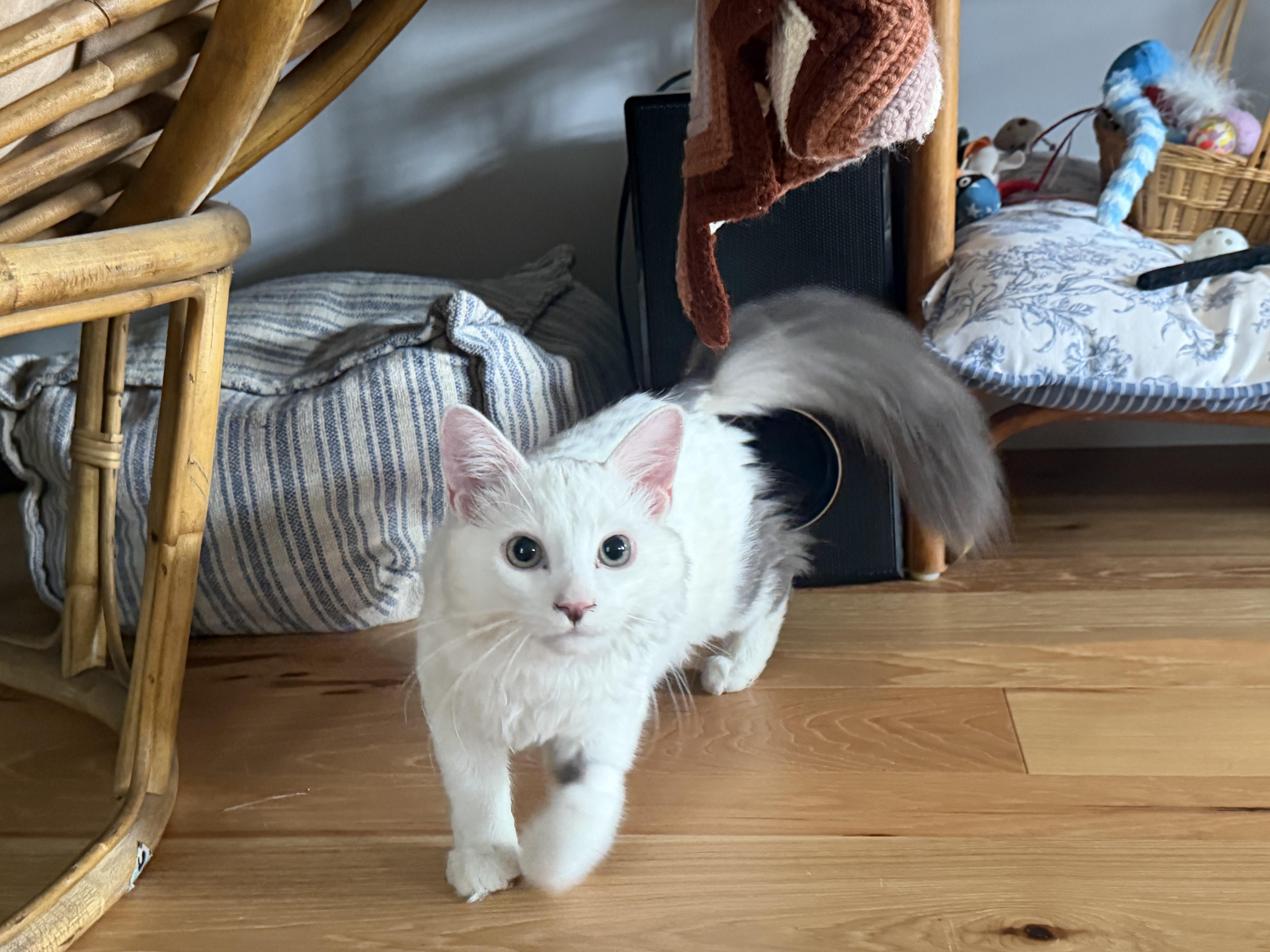 Sammy, a Adoptable Domestic Long Hair in Columbus, OH image 2/4