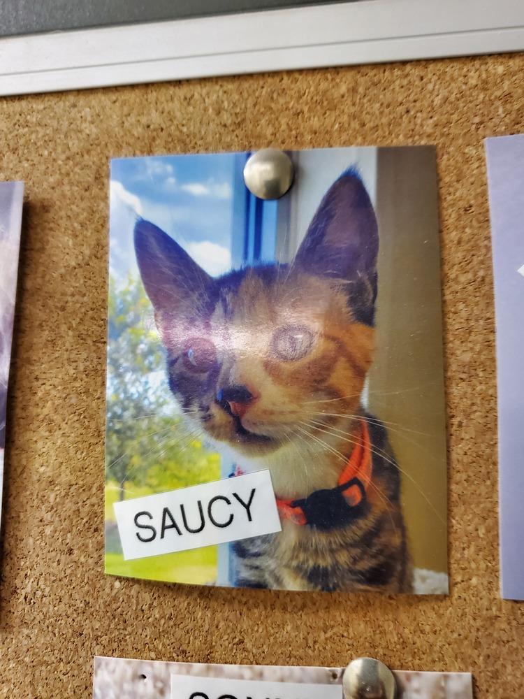 Enlarge Saucy, a Adoptable mixed breed in Bartlesville, OK image 1/1