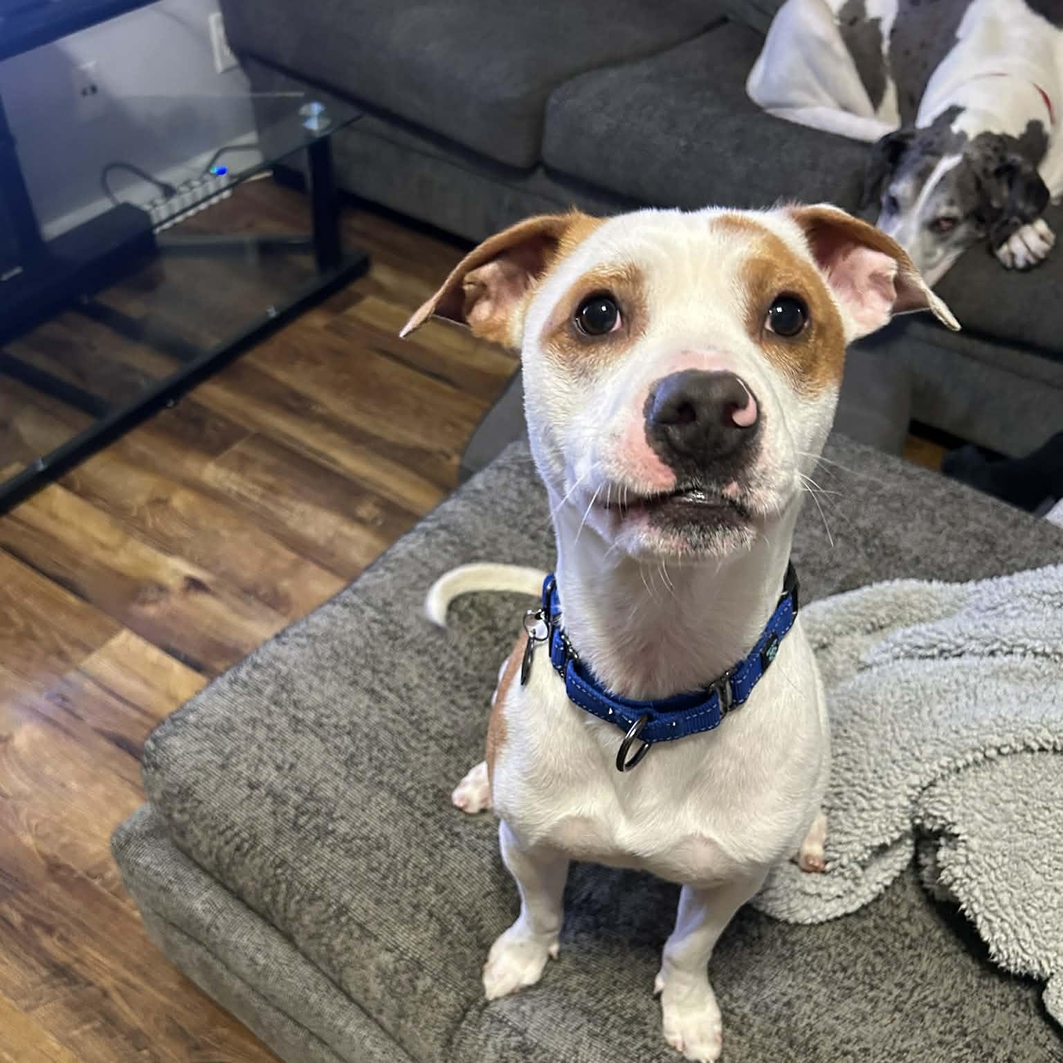 Enlarge Tommie, a Adoptable mixed breed in Racine, WI image 5/6