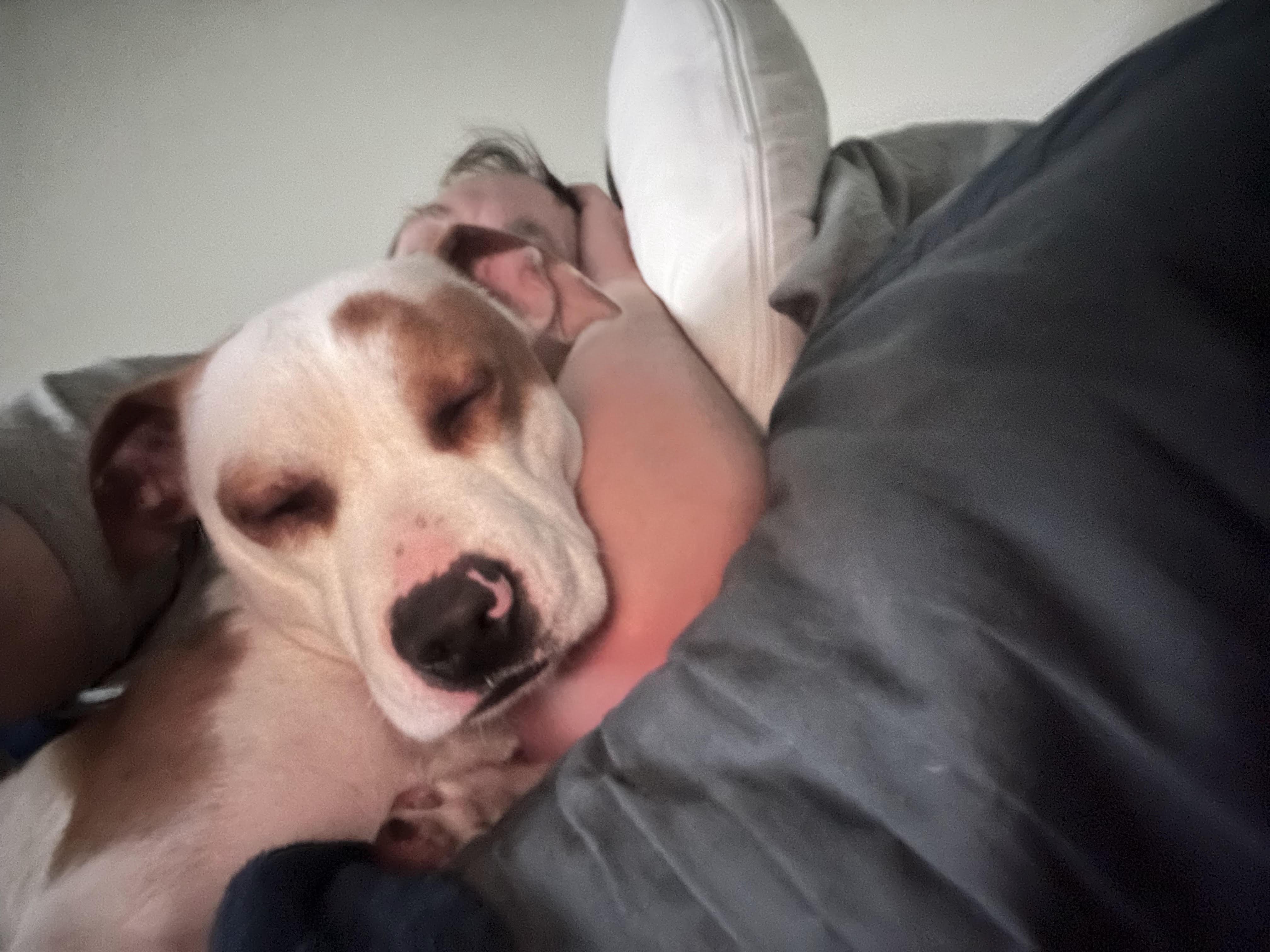 Enlarge Tommie, a Adoptable mixed breed in Racine, WI image 2/6