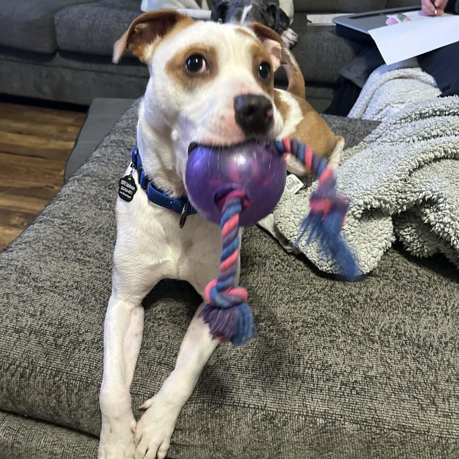 Enlarge Tommie, an adoptable mixed breed in Racine, WI image 2/6