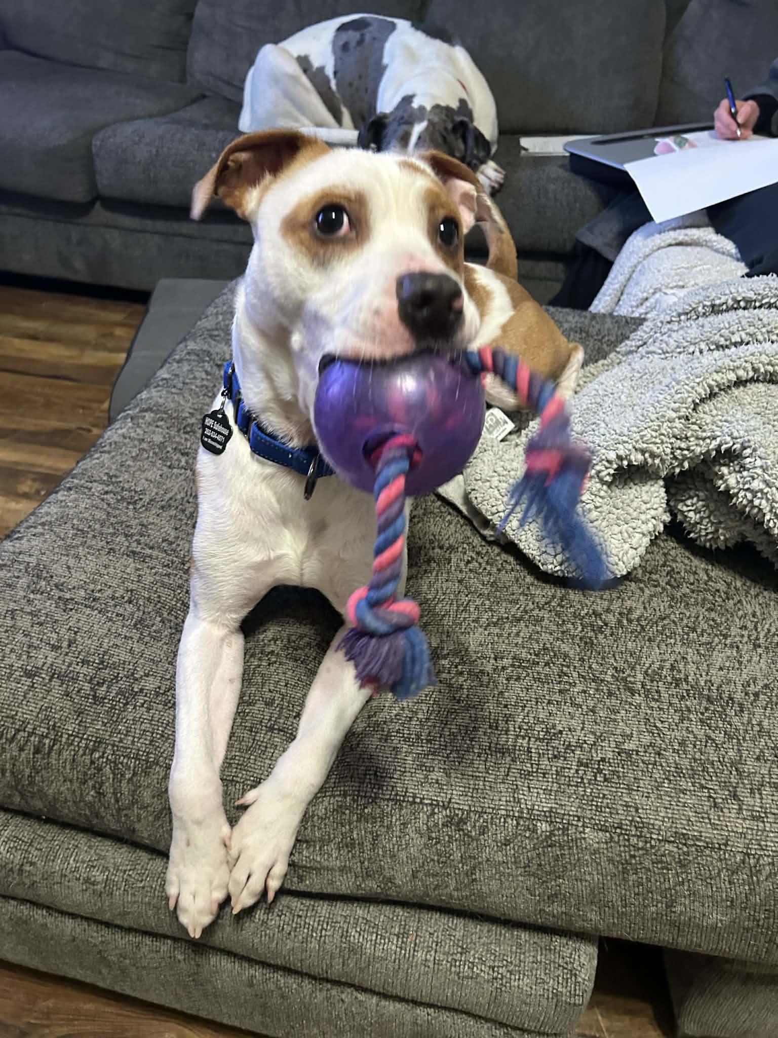 Enlarge Tommie, a Adoptable mixed breed in Racine, WI image 2/6