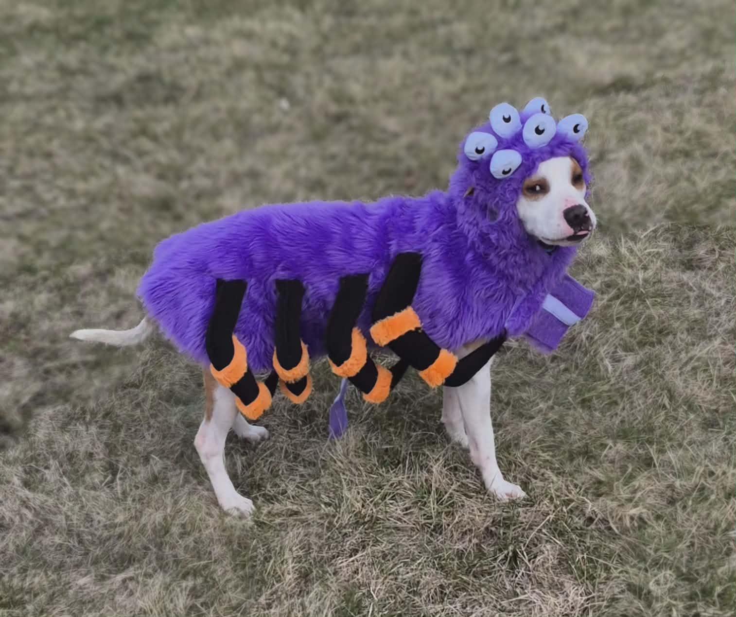 Enlarge Tommie, a Adoptable mixed breed in Racine, WI image 6/6