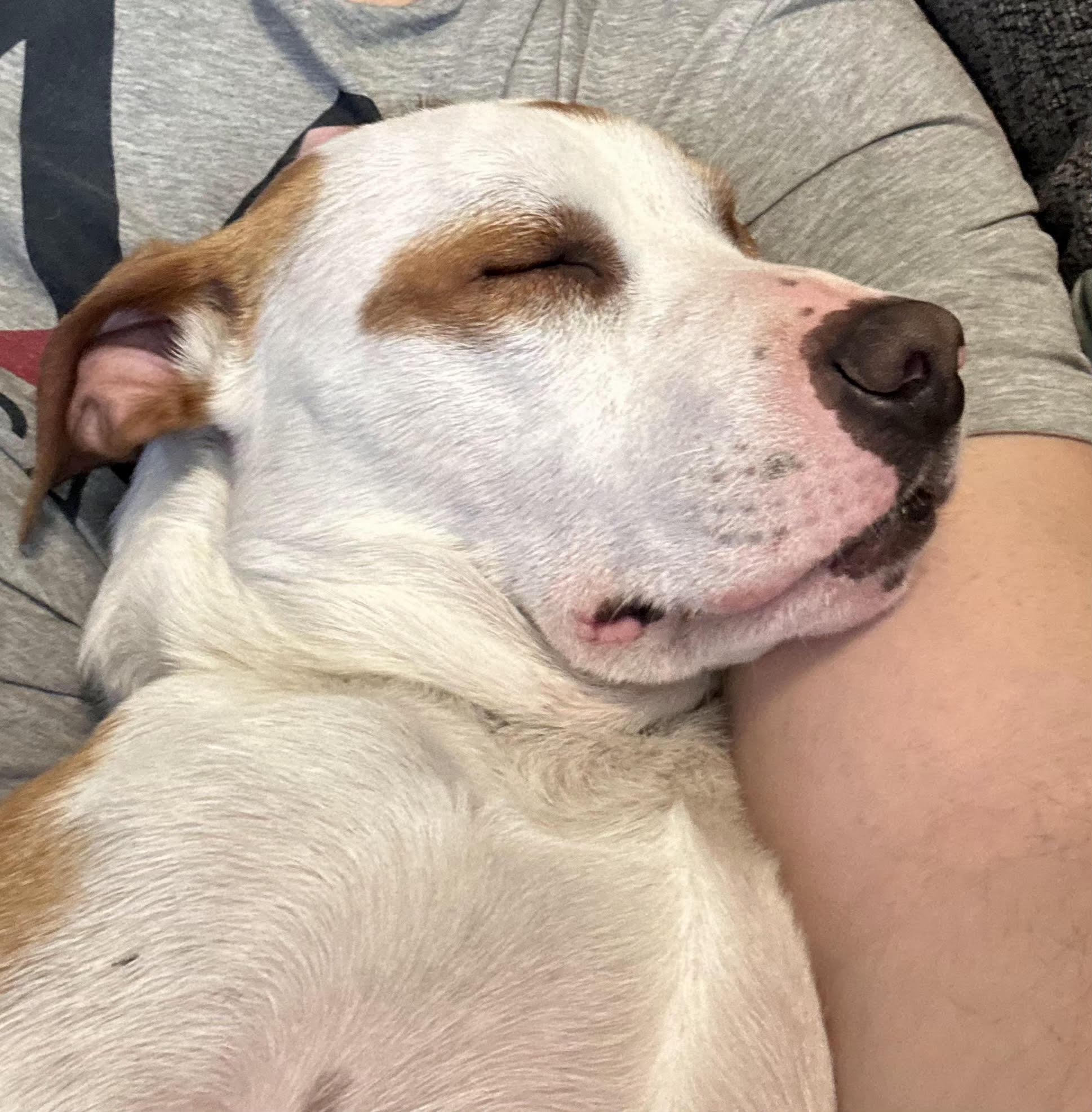 Enlarge Tommie, a Adoptable mixed breed in Racine, WI image 4/6