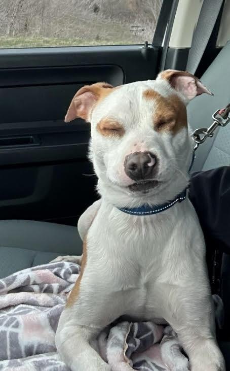 Enlarge Tommie, a Adoptable mixed breed in Racine, WI image 1/6