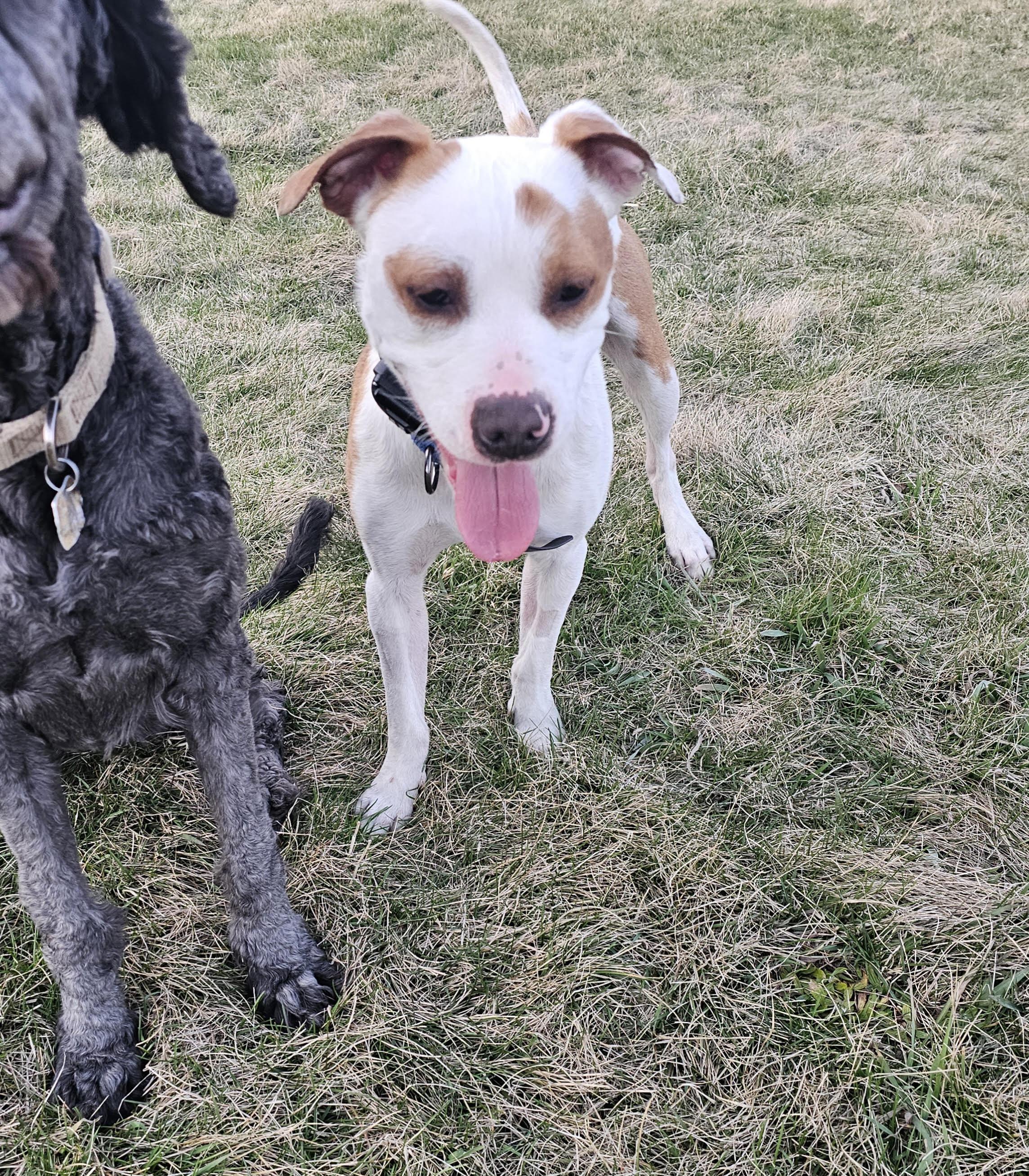 Enlarge Tommie, a Adoptable mixed breed in Racine, WI image 5/6