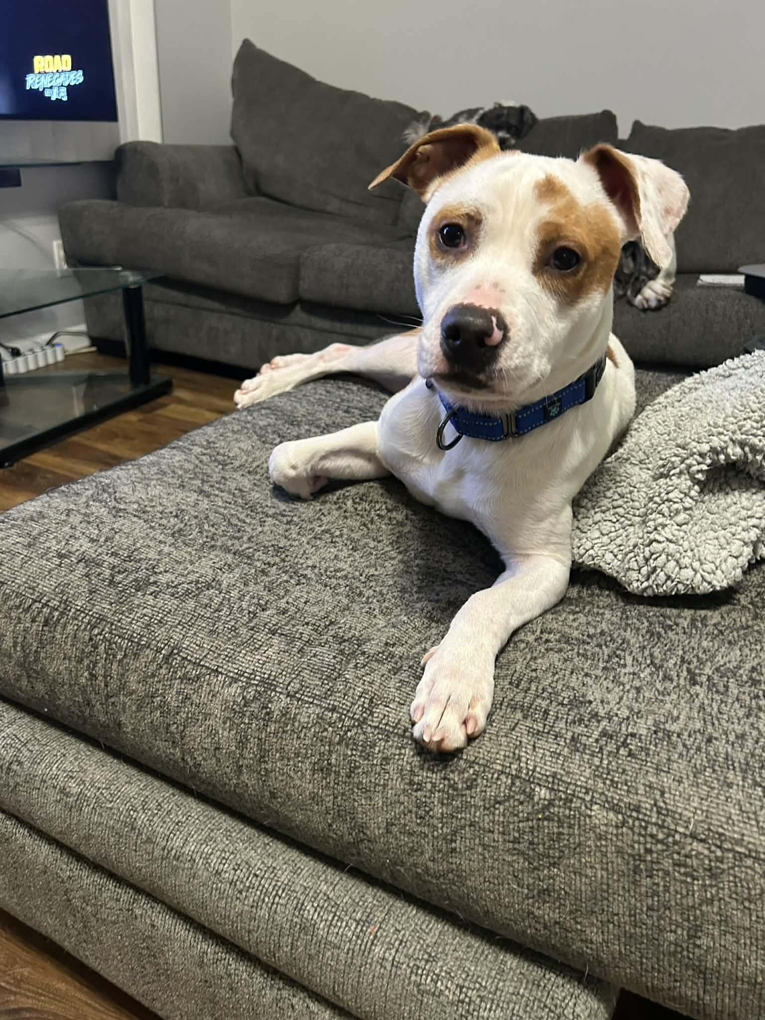 Enlarge Tommie, a Adoptable mixed breed in Racine, WI image 6/6