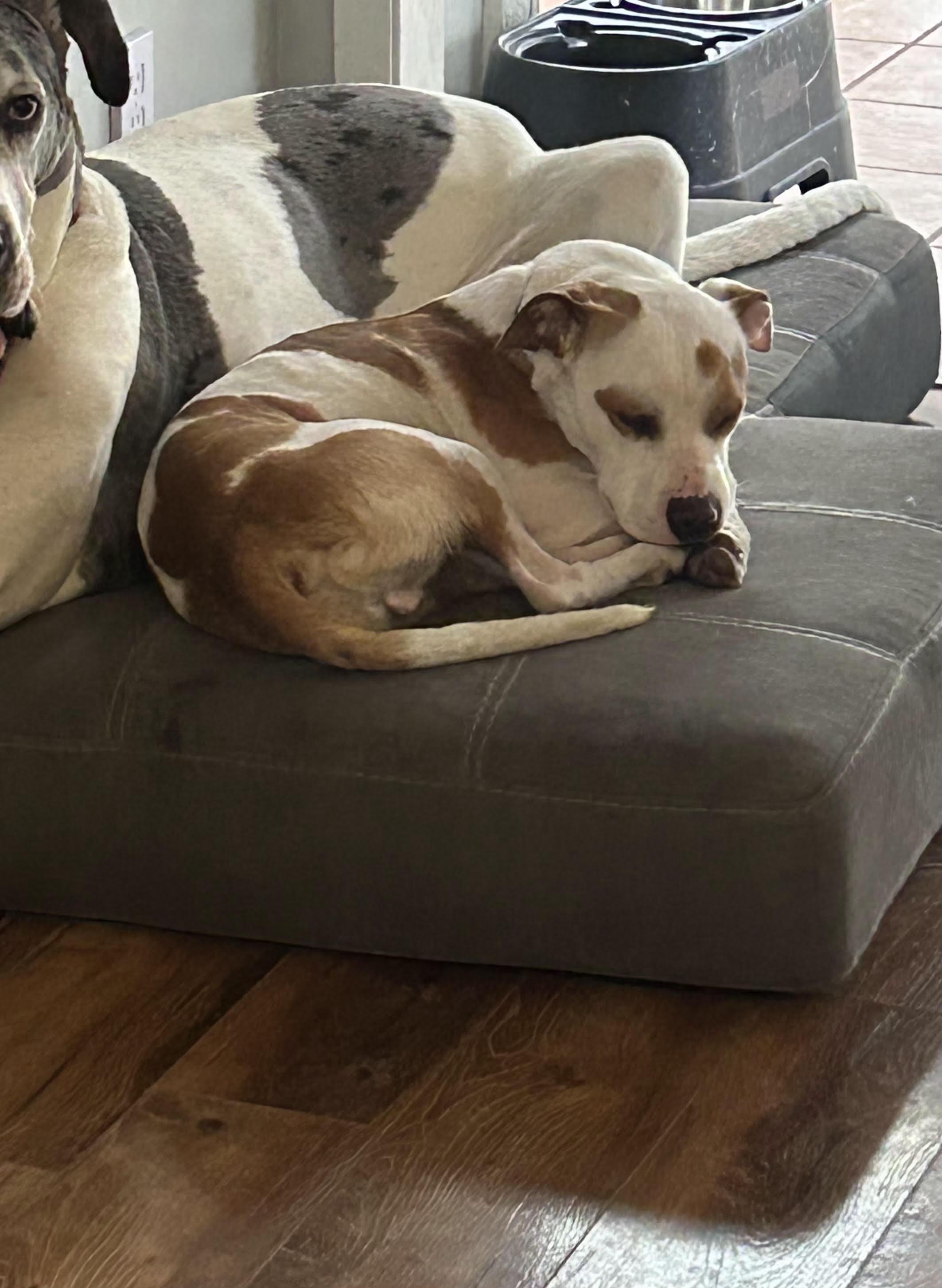 Enlarge Tommie, a Adoptable mixed breed in Racine, WI image 3/6