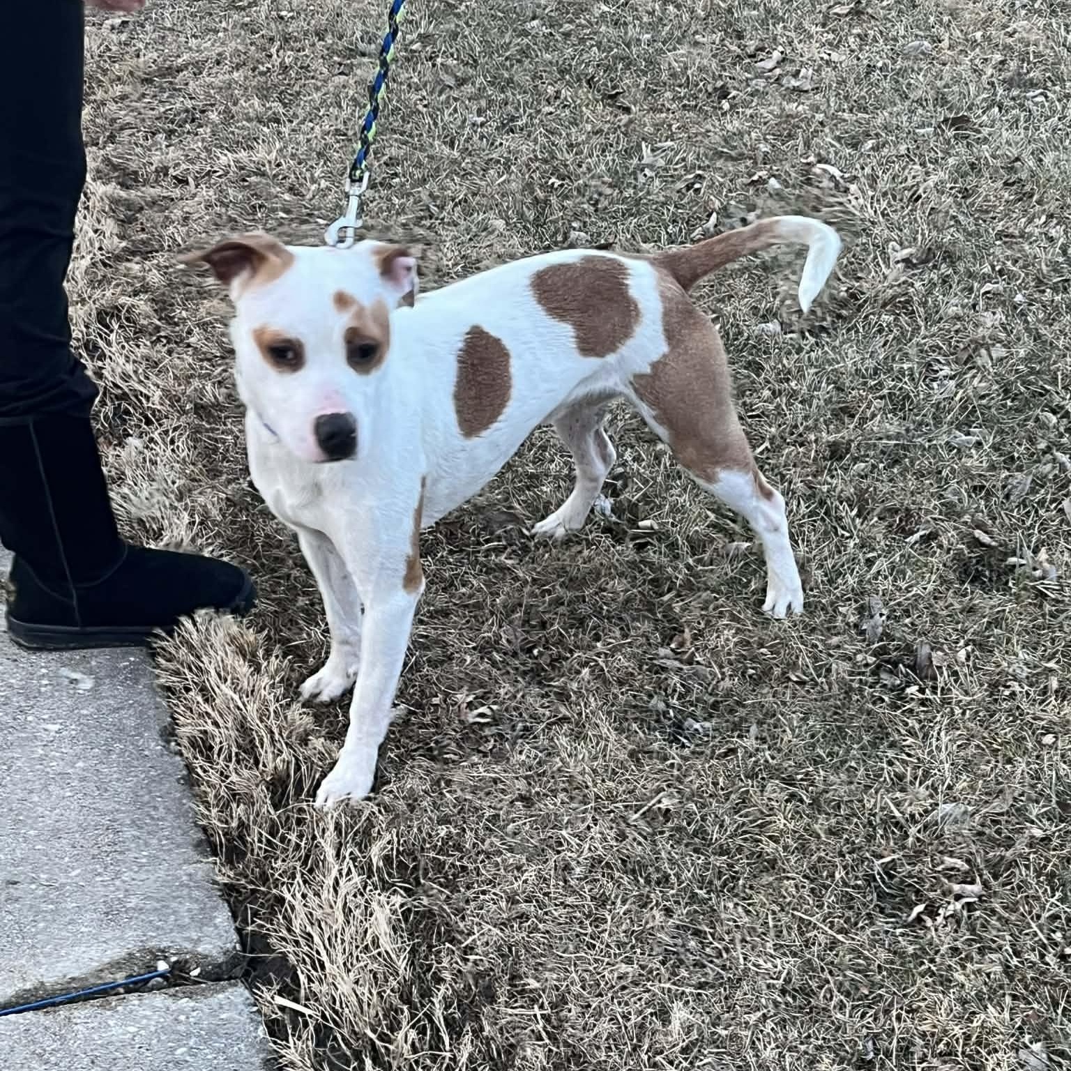 Enlarge Tommie, a Adoptable mixed breed in Racine, WI image 1/6