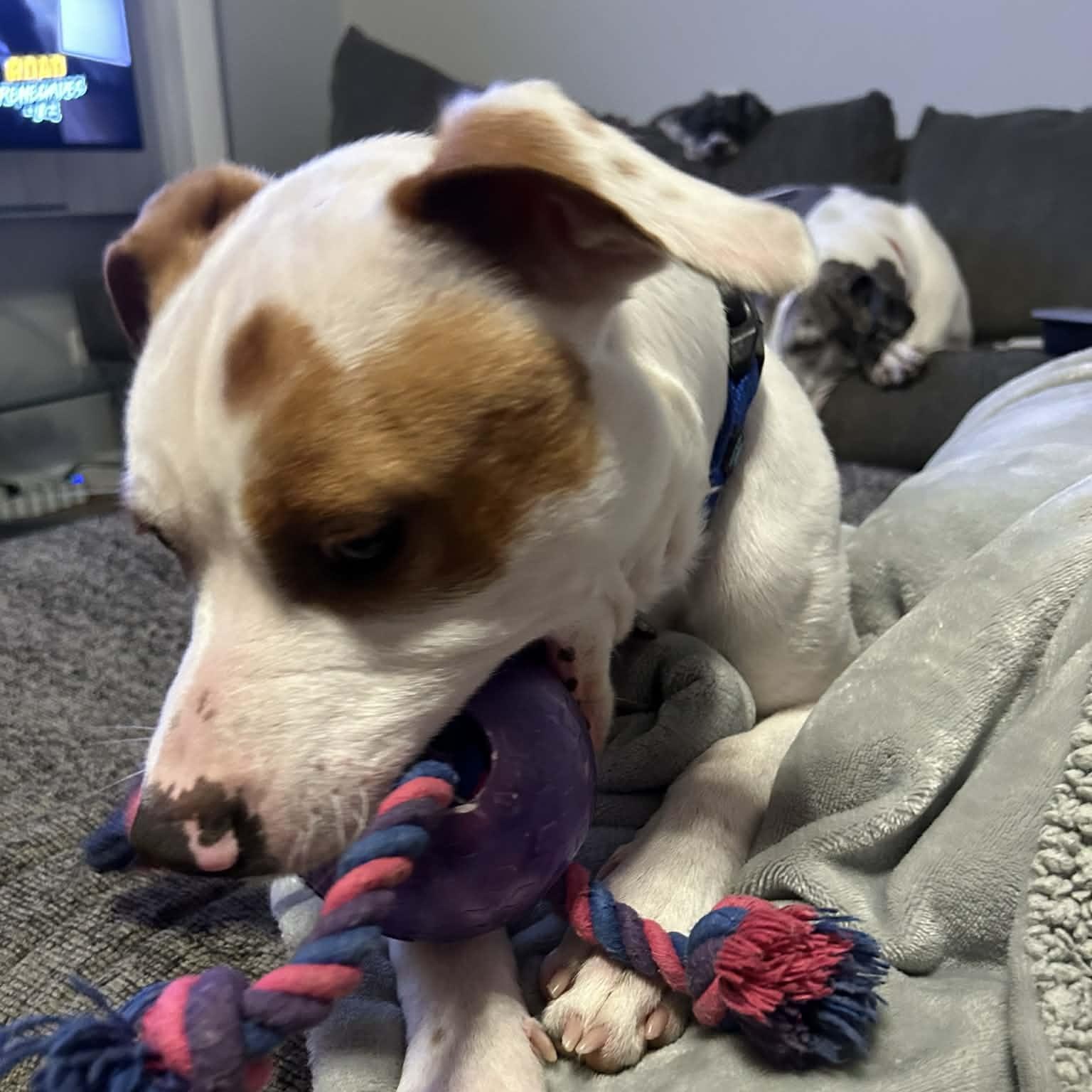 Enlarge Tommie, a Adoptable mixed breed in Racine, WI image 4/6