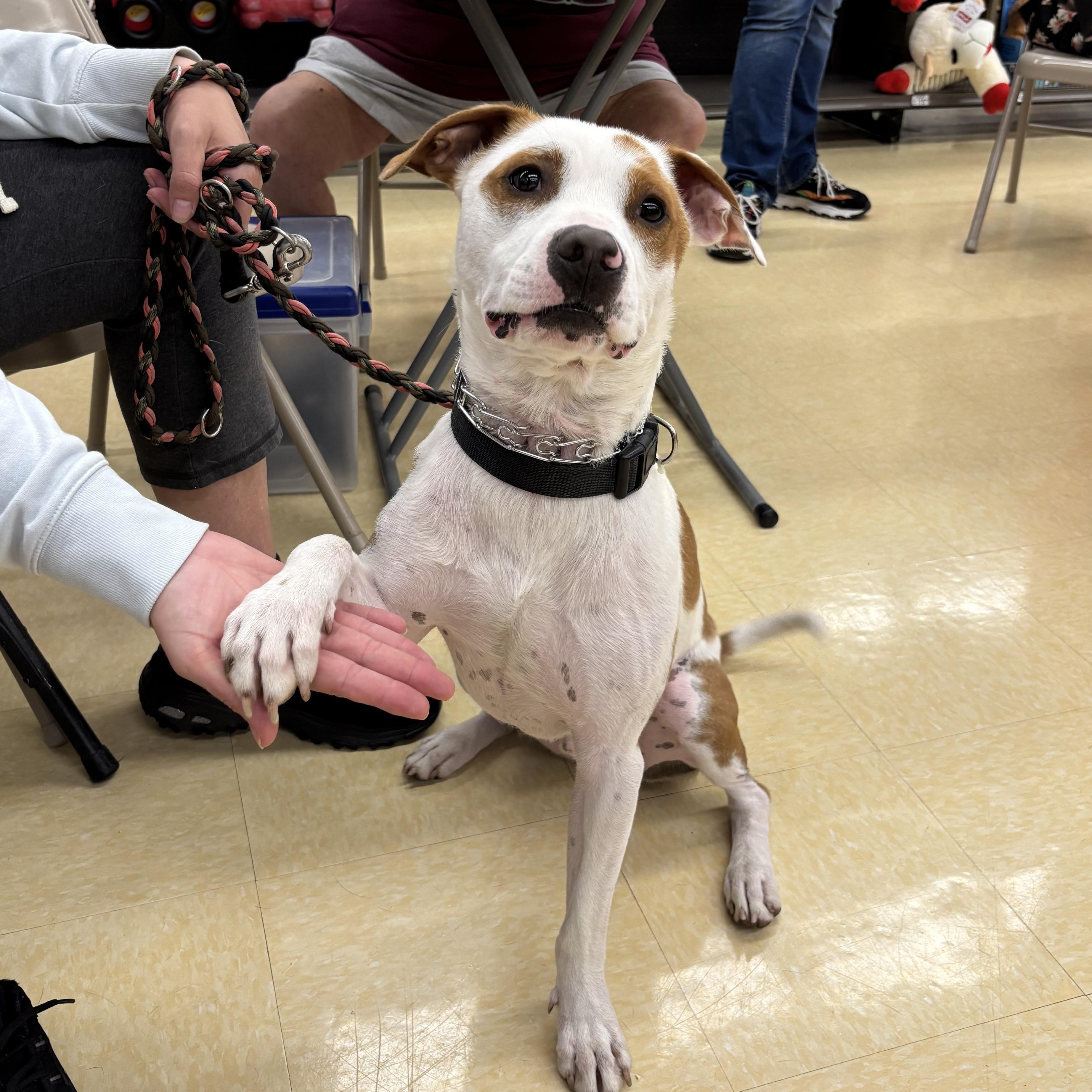 Enlarge Tommie, an adoptable mixed breed in Racine, WI image 1/6