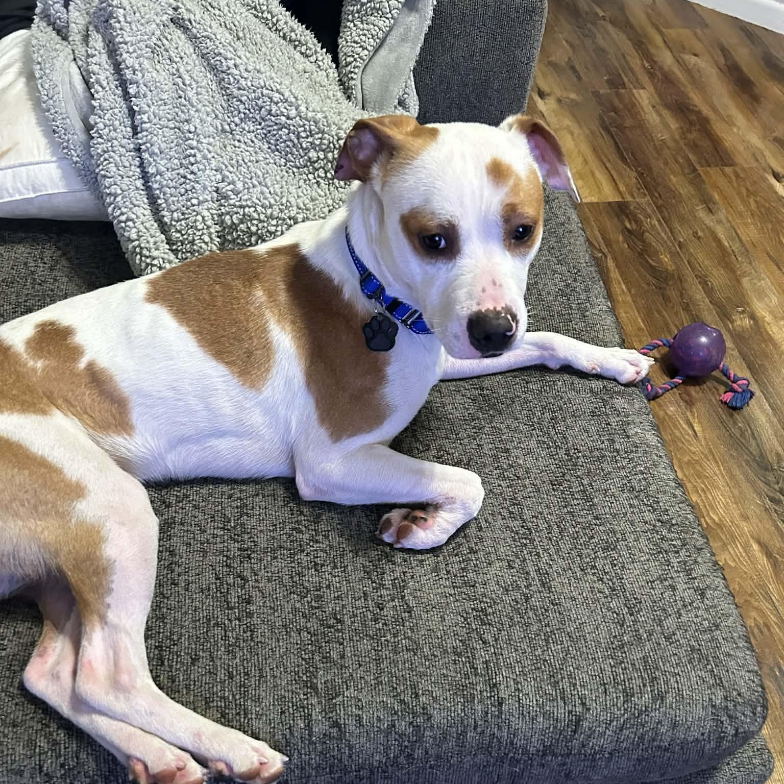 Enlarge Tommie, a Adoptable mixed breed in Racine, WI image 3/6