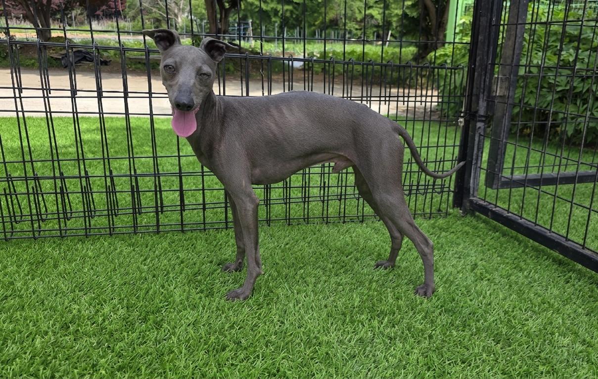 Sweetheart- Terry-Italian Miniature Greyhound Mix, a ADOPTABLE Greyhound in Elma, WA image 3/3