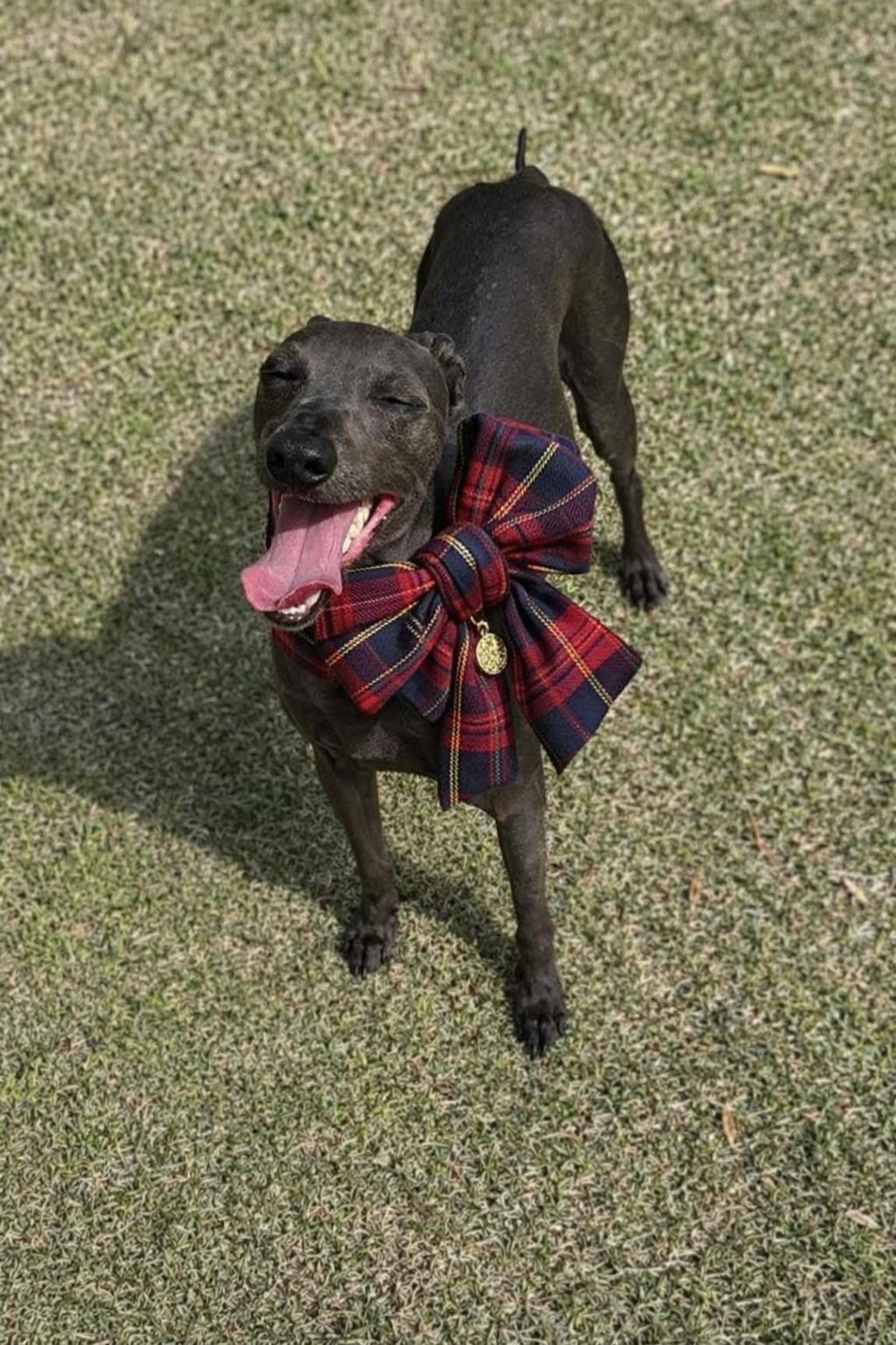 Sweetheart- Terry-Italian Miniature Greyhound Mix, a ADOPTABLE Greyhound in Elma, WA image 1/3