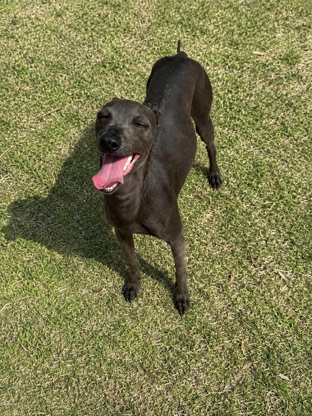 Sweetheart- Terry-Italian Miniature Greyhound Mix, a ADOPTABLE Greyhound in Elma, WA image 2/3