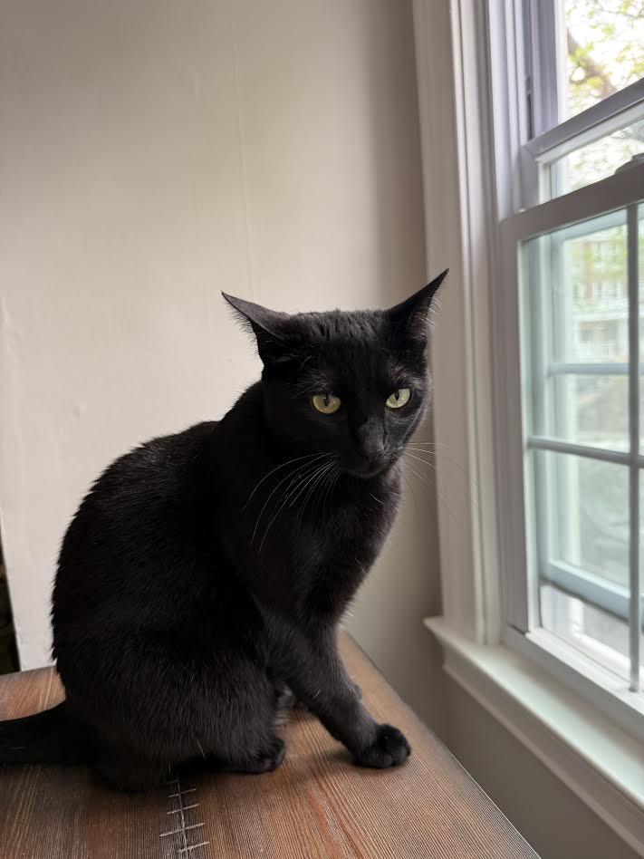 Enlarge Tita, an adopted Domestic Short Hair in Columbia, MD image 2/5