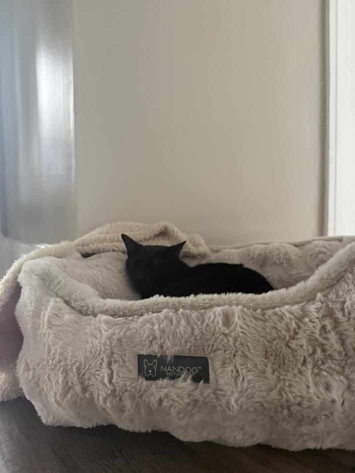 Enlarge Tita, an adopted Domestic Short Hair in Columbia, MD image 5/5