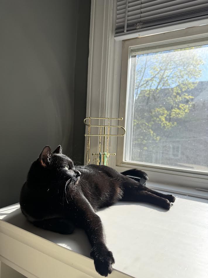 Enlarge Tita, an adopted Domestic Short Hair in Columbia, MD image 4/5
