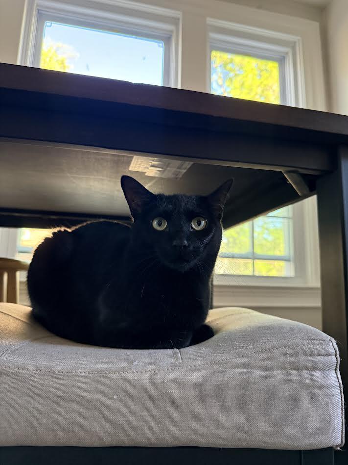 Tita, adopted, Young Female Domestic Short Hair.