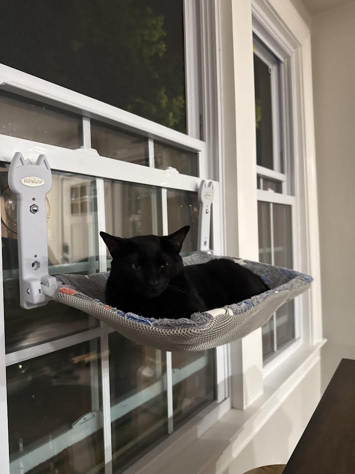 Enlarge Tita, an adopted Domestic Short Hair in Columbia, MD image 3/5