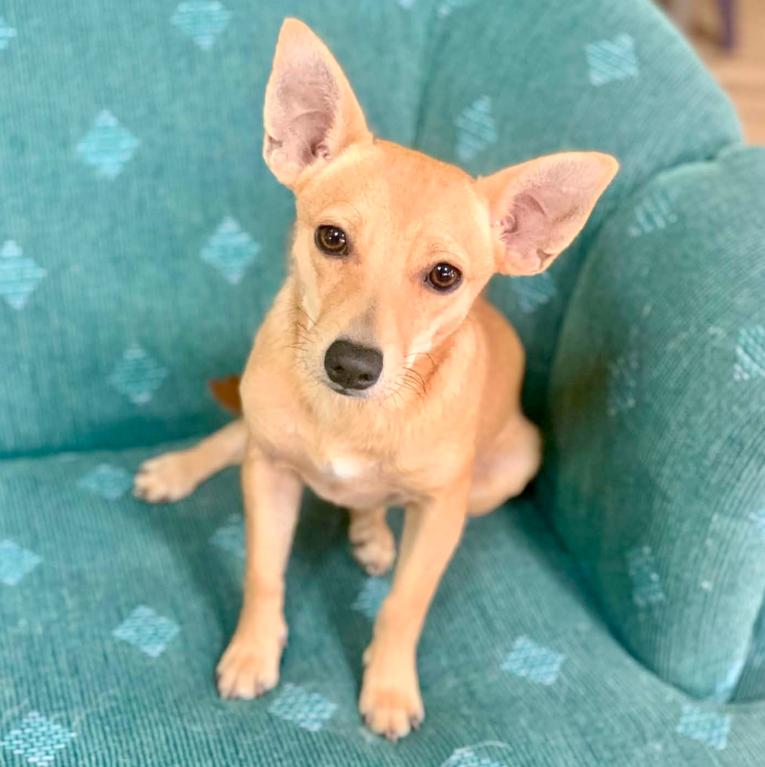 Enlarge Pesto, a ADOPTABLE mixed breed in Mead, CO image 1/1