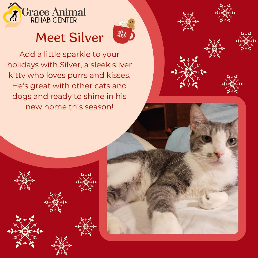 Silver, Adoptable, Adult Male Domestic Short Hair.