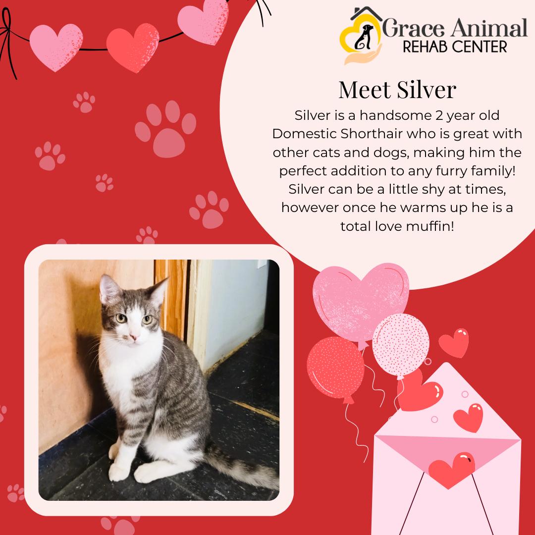 Enlarge Silver, a Adoptable Domestic Short Hair in Sapulpa, OK image 1/6