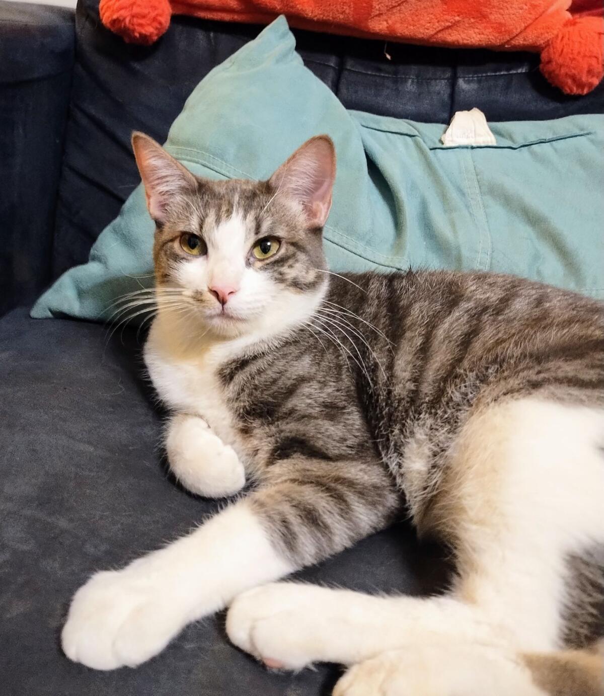 Silver, a Adoptable Domestic Short Hair in Sapulpa, OK image 4/6