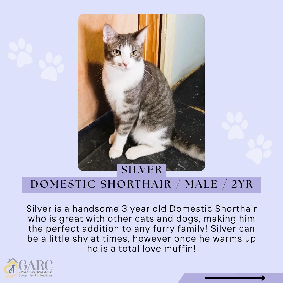 Silver, Adoptable, Young Male Domestic Short Hair.