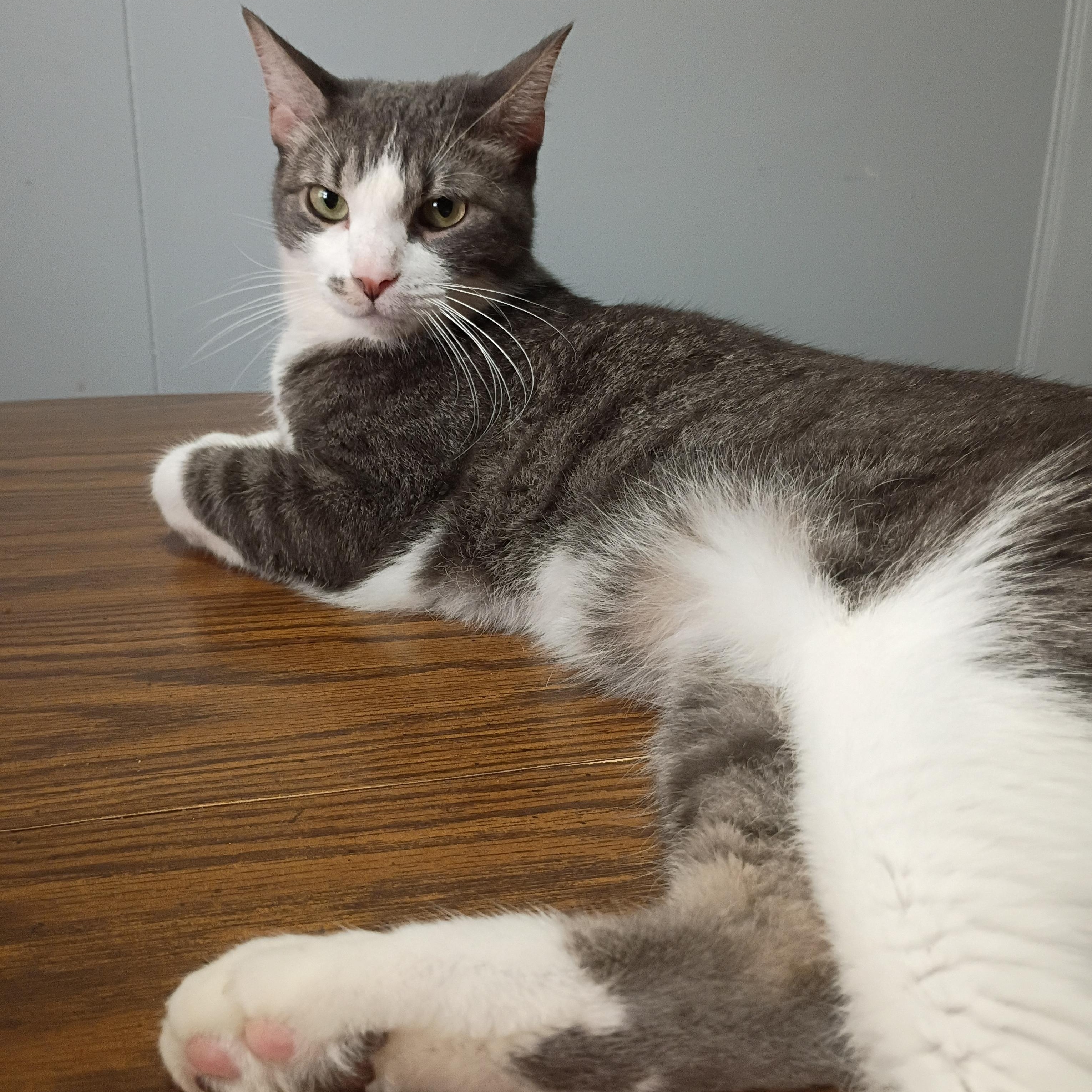 Silver, Adoptable, Young Male Domestic Short Hair.