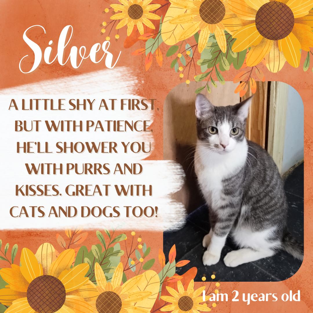 Enlarge Silver, a Adoptable Domestic Short Hair in Sapulpa, OK image 1/5