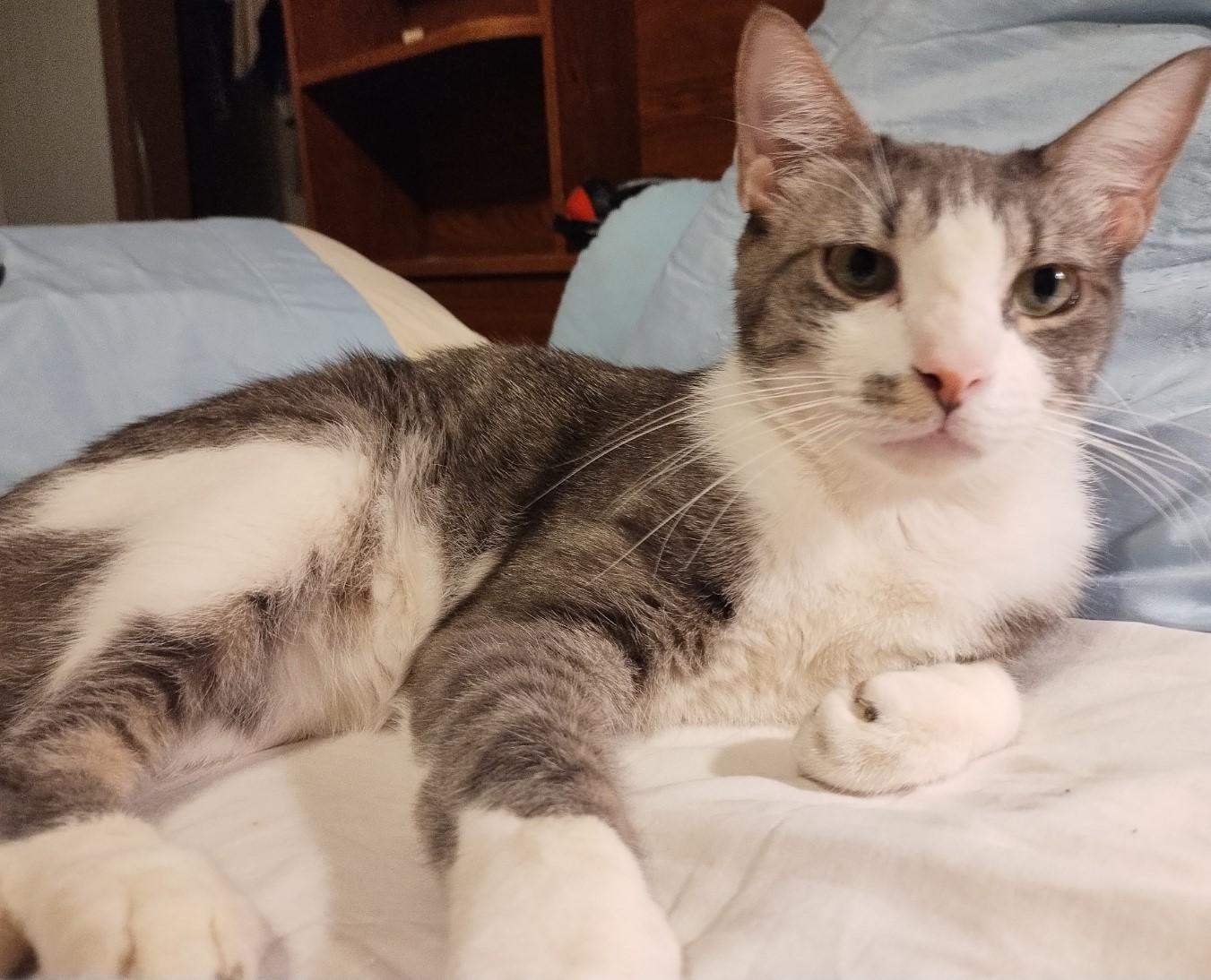 Silver, Adoptable, Young Male Domestic Short Hair.
