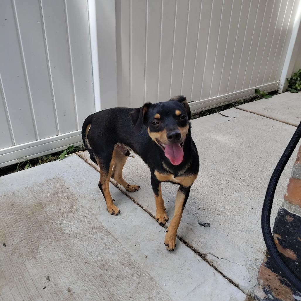 Pygmy, Adoptable, Young Male Chihuahua.