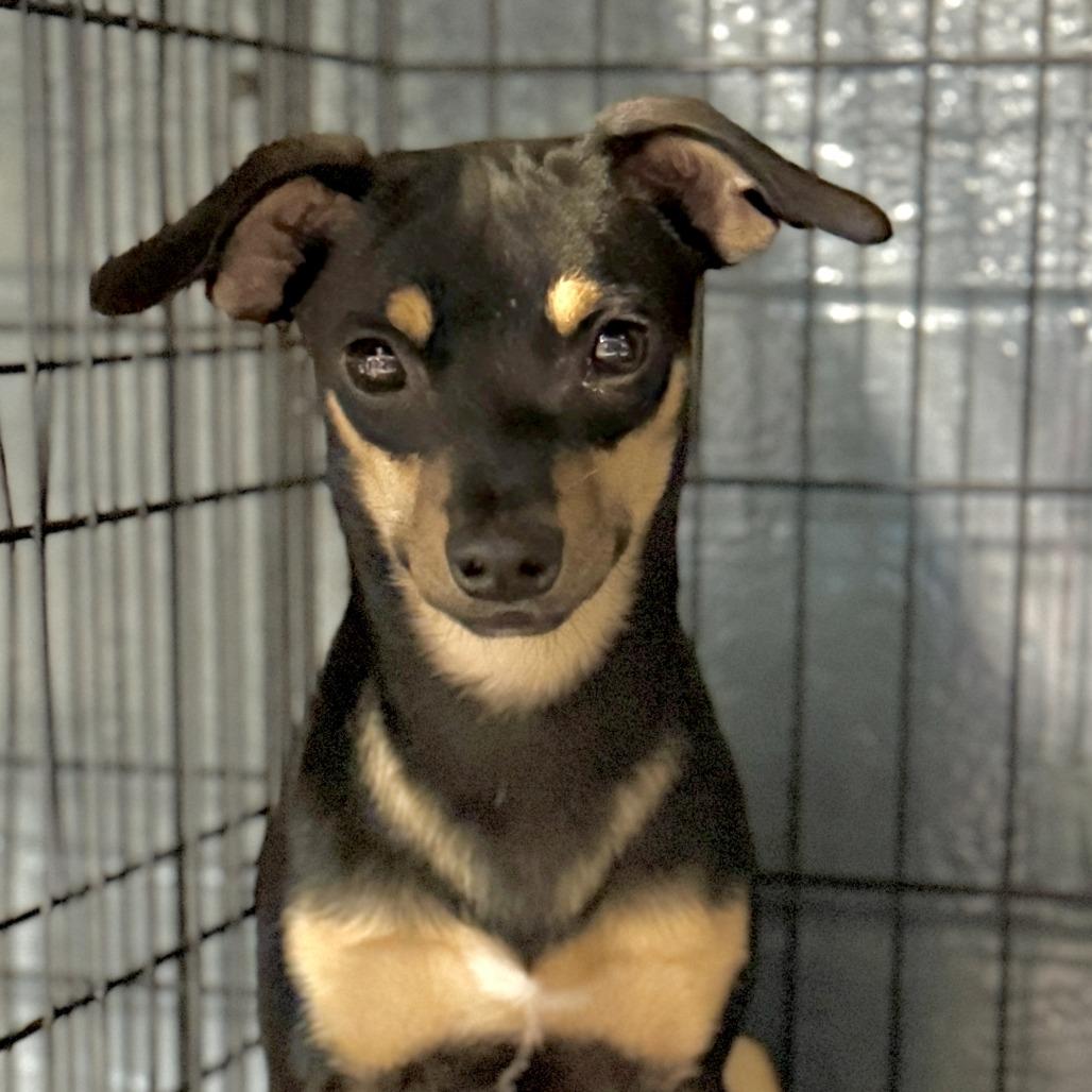 Enlarge Pygmy, a Adoptable Chihuahua in Chicago, IL image 2/6
