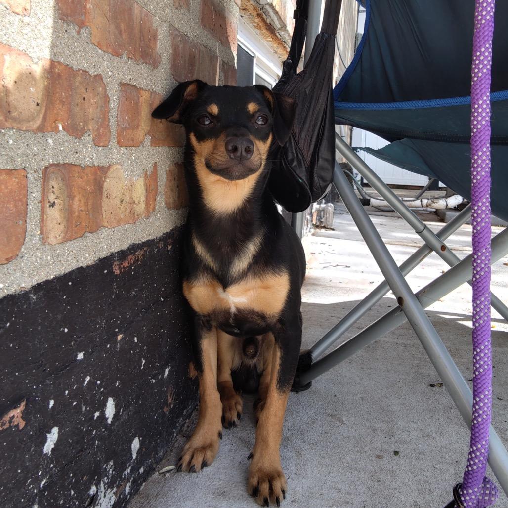 Enlarge Pygmy, a Adoptable Chihuahua in Chicago, IL image 3/6
