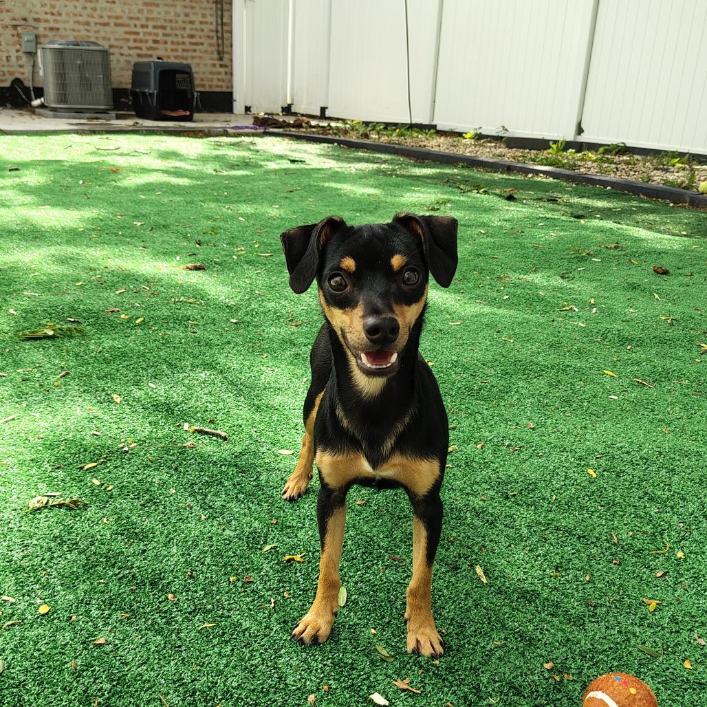 Enlarge Pygmy, a Adoptable Chihuahua in Chicago, IL image 4/6