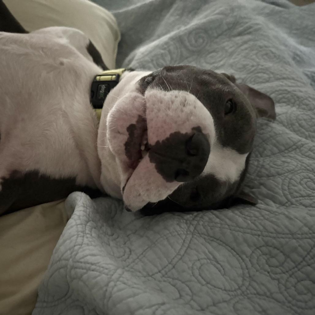 Enlarge Patton, a Adoptable American Staffordshire Terrier in Aberdeen, NC image 1/6