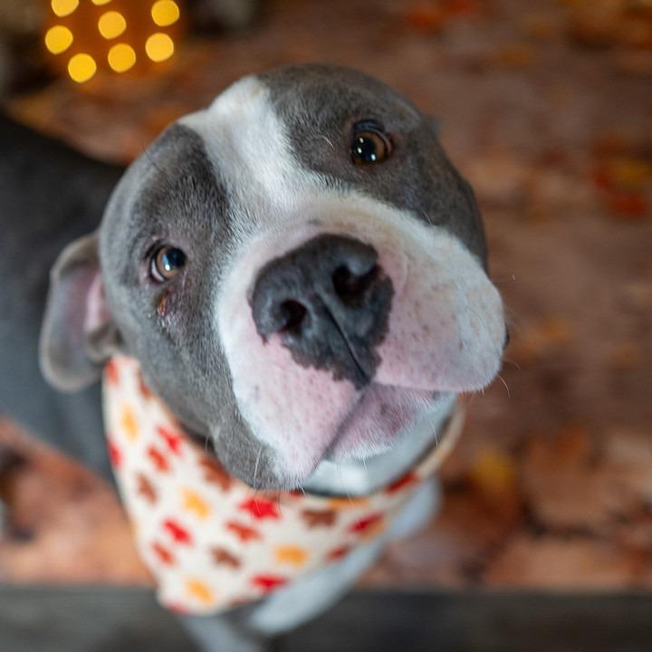 Enlarge Patton, a Adoptable American Staffordshire Terrier in Aberdeen, NC image 2/6