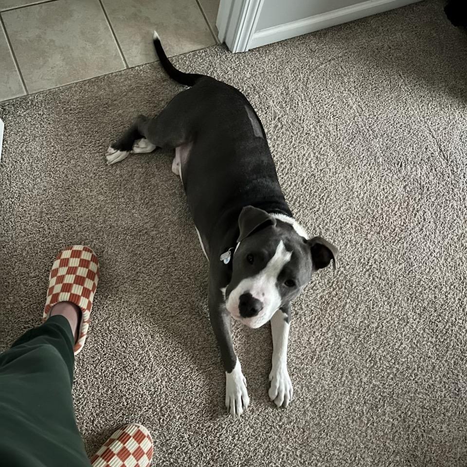 Enlarge Patton, a Adoptable American Staffordshire Terrier in Aberdeen, NC image 3/6